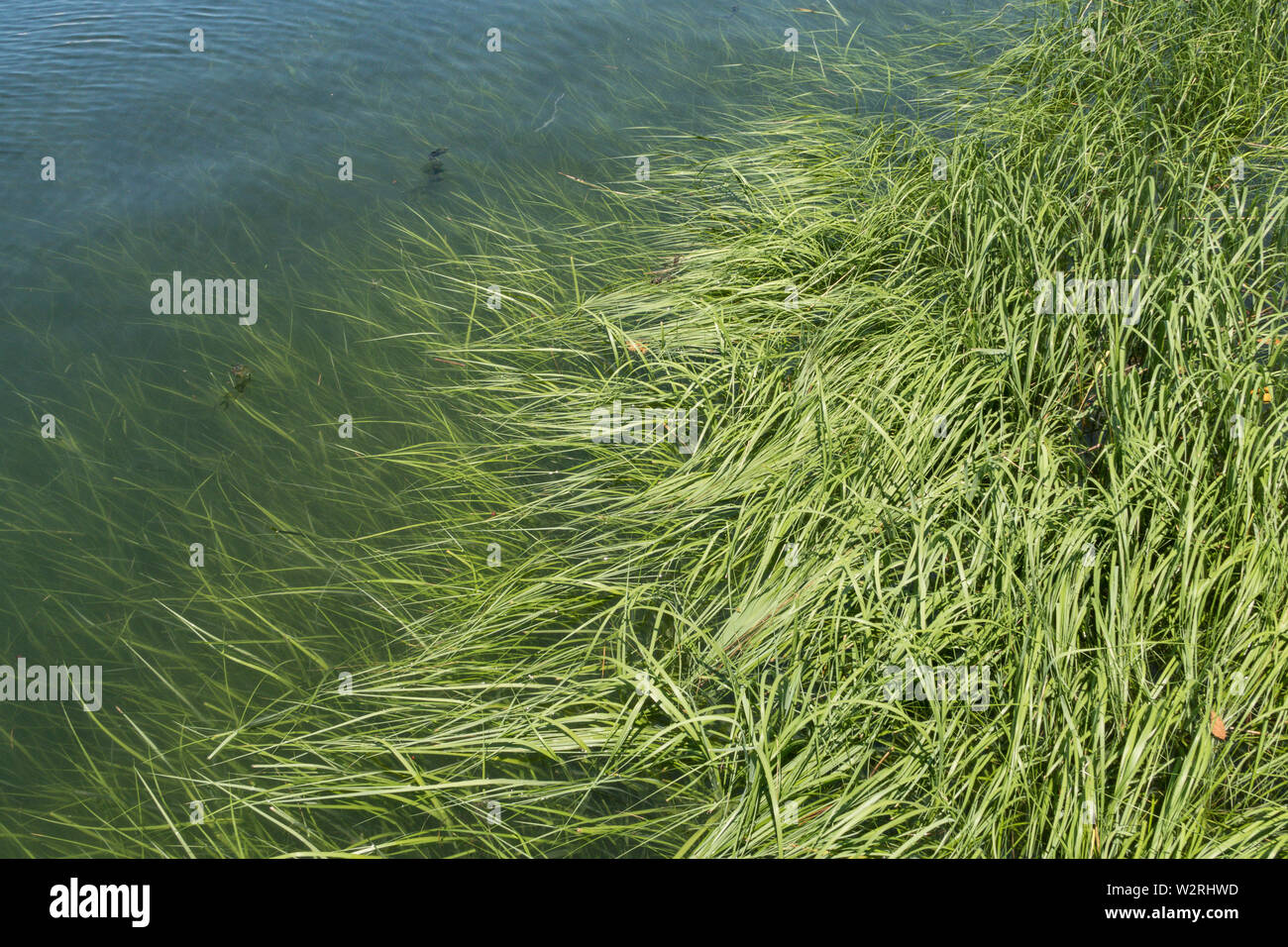 Smooth Cordgrass on the shoreline of Long Island Sound, CT, USA Stock Photo