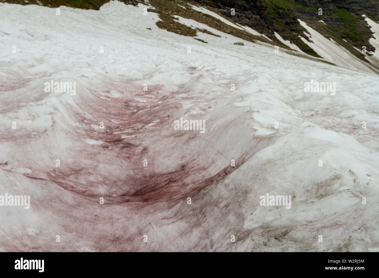 Watermelon snow (Chlamydomonas nivalis) in the high country of Glacier ...