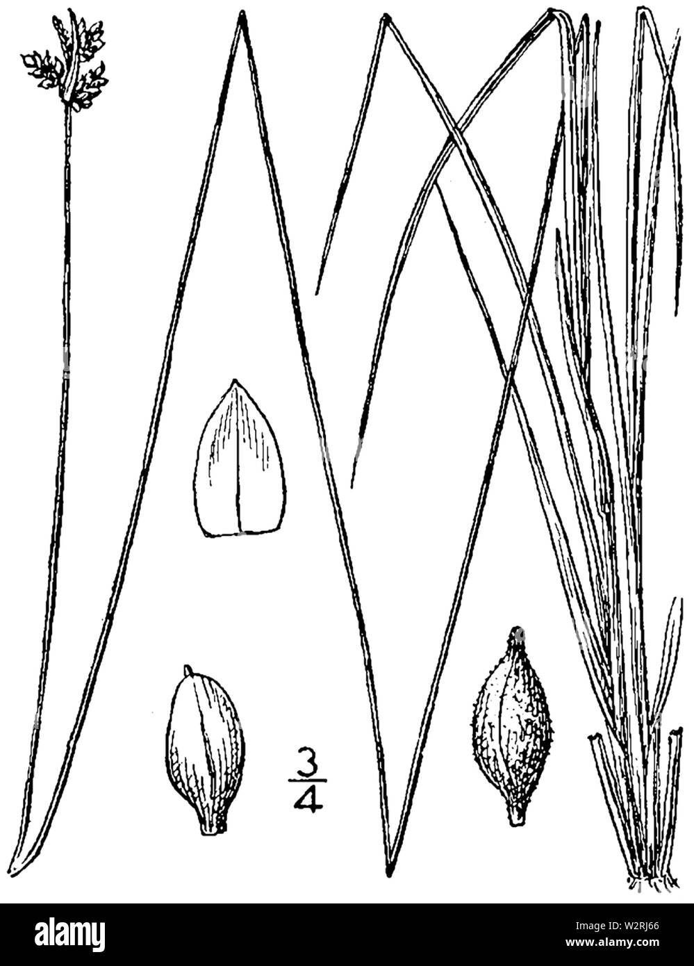 Carex albicans BB-1913 Stock Photo