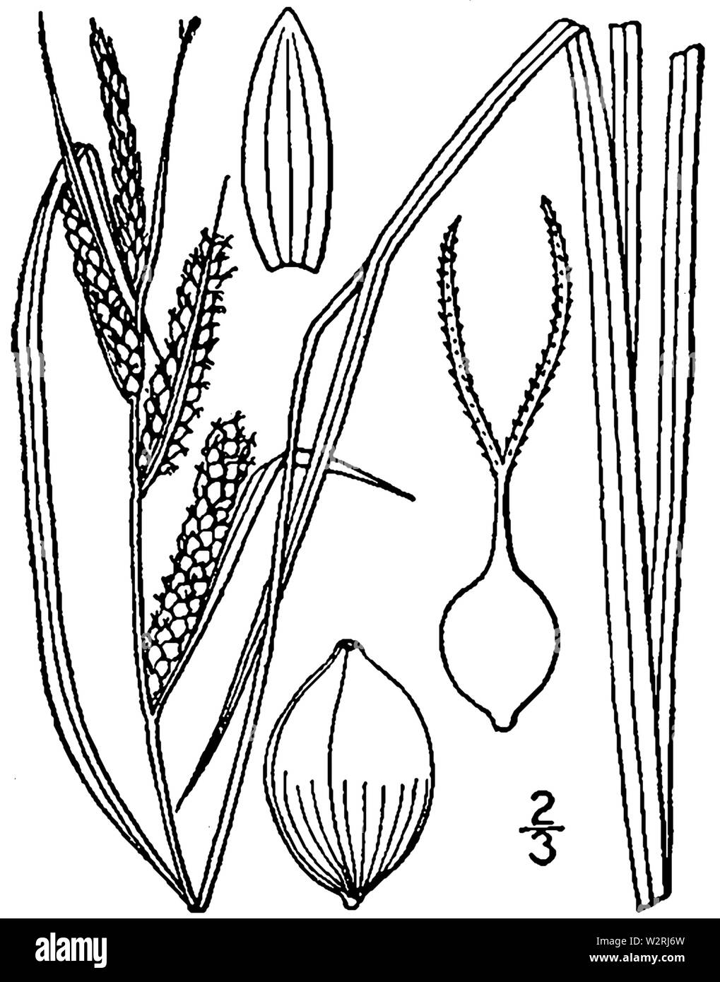 Carex aquatilis BB-1913 Stock Photo