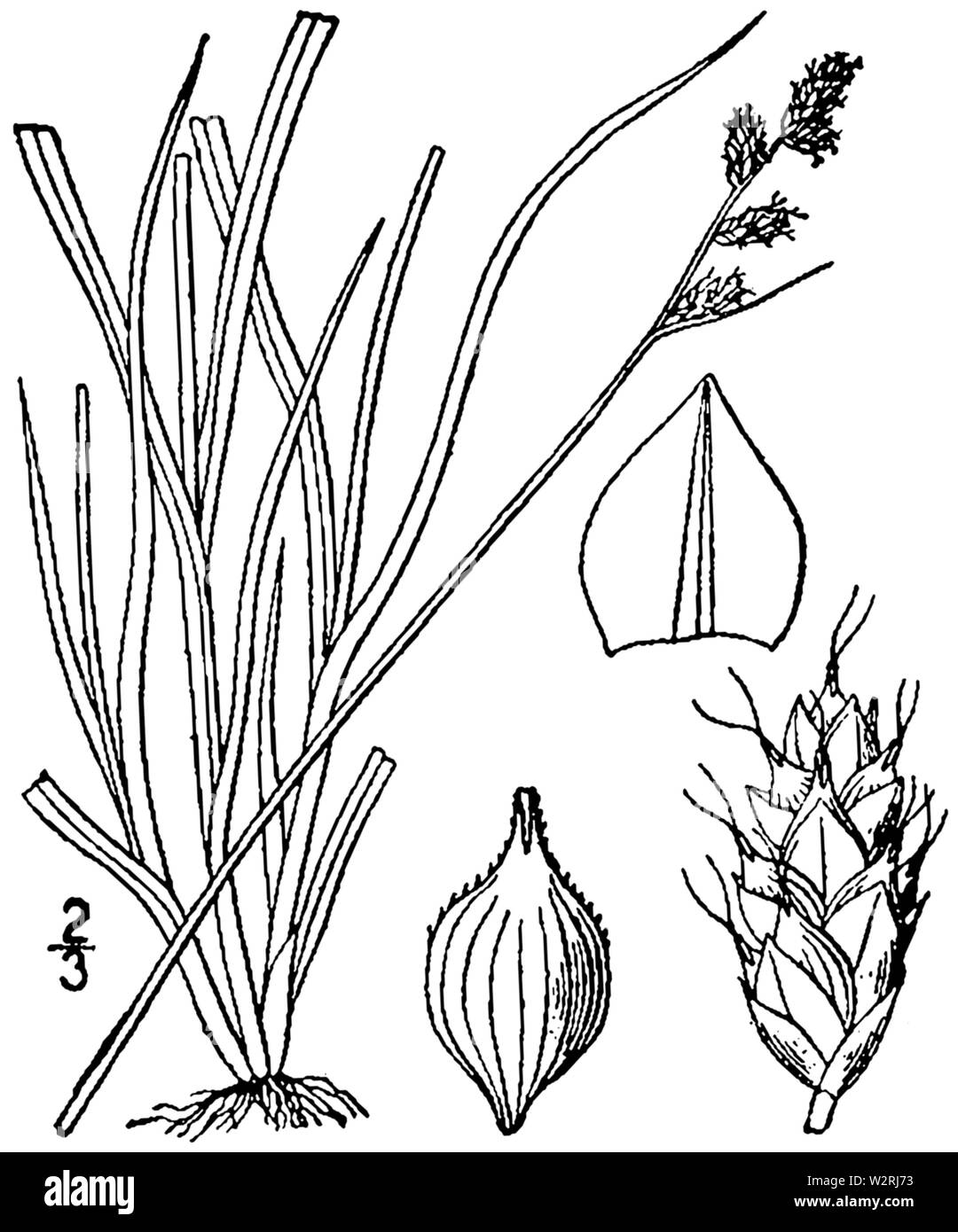 Carex brunnescens drawing 1 Stock Photo