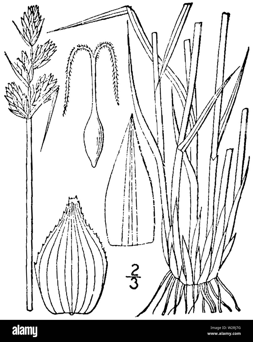 Carex adusta drawing 1 Stock Photo