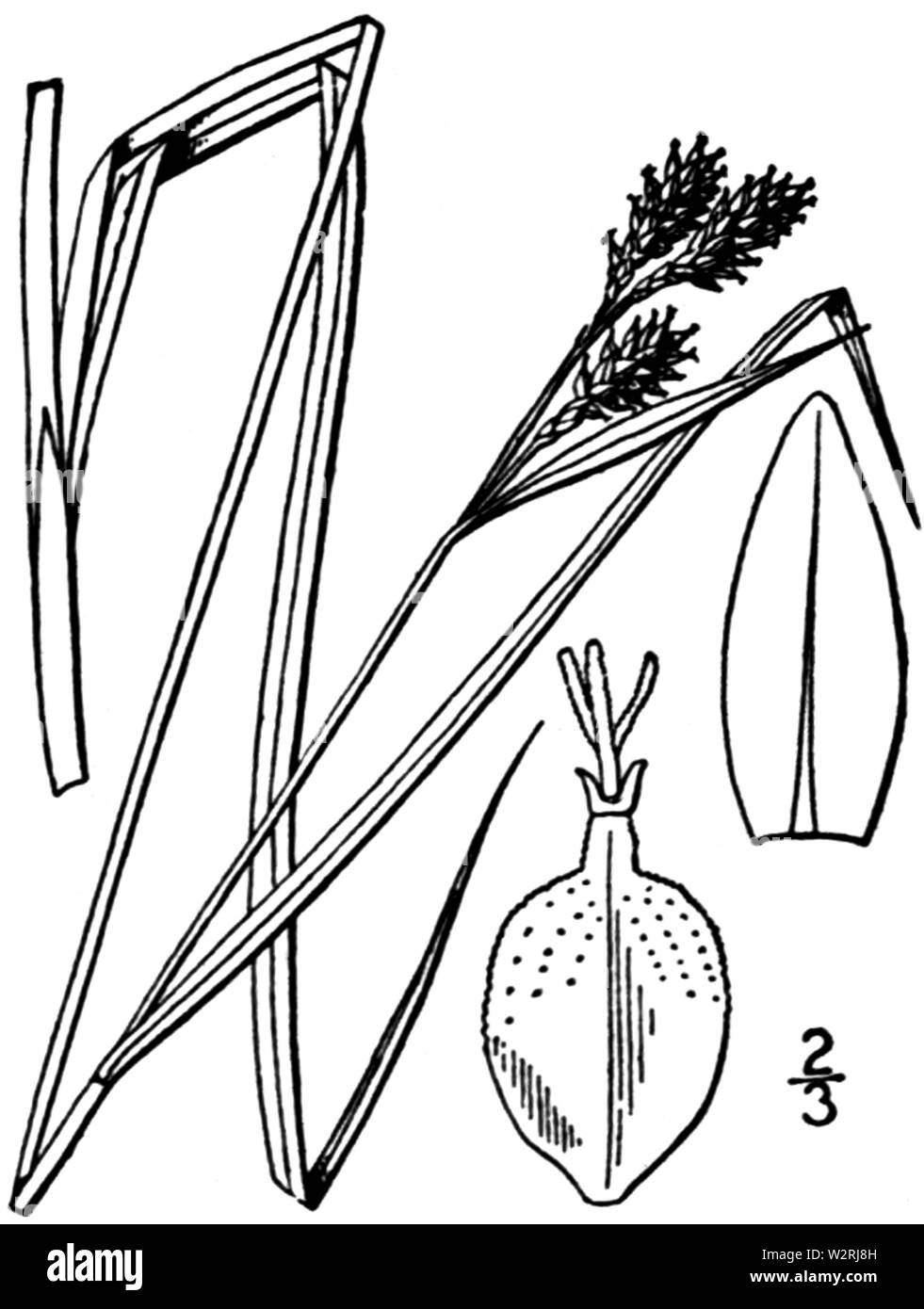 Carex atratiformis drawing 1 Stock Photo