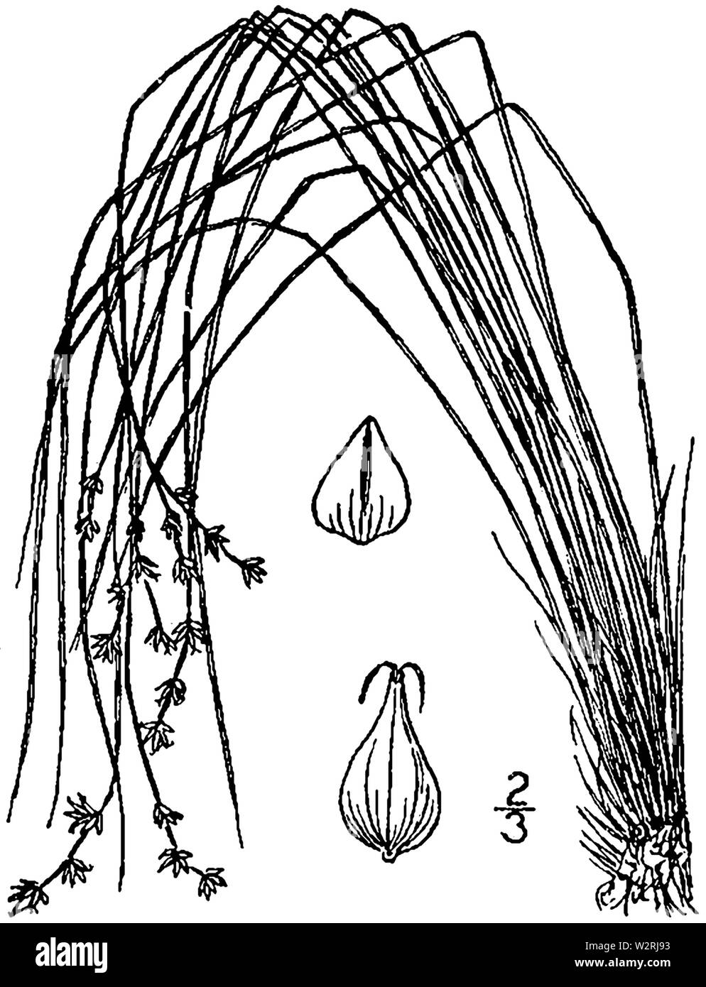 Carex atlantica ssp capillacea drawing 1 Stock Photo
