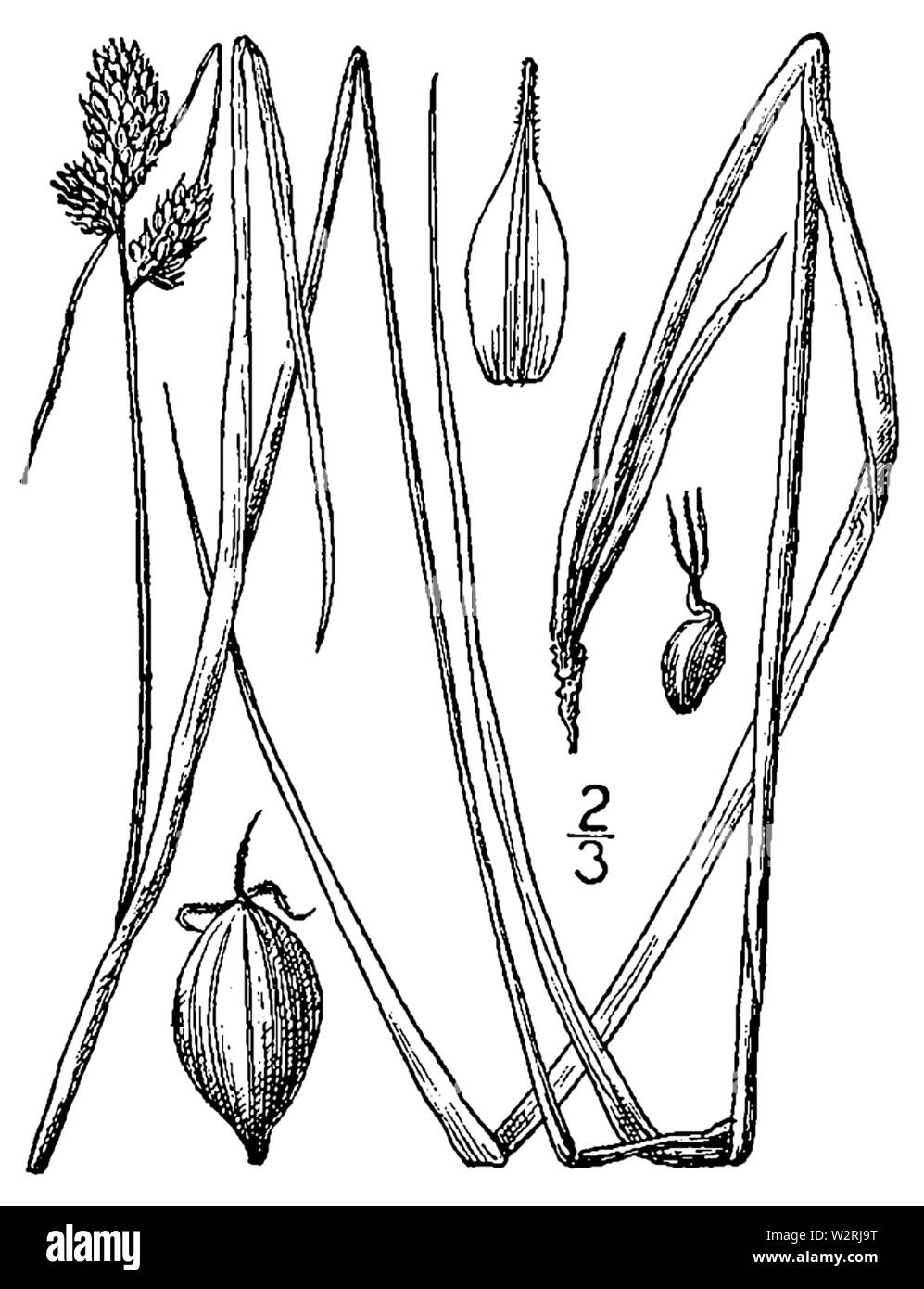 Carex bushii illustration Stock Photo