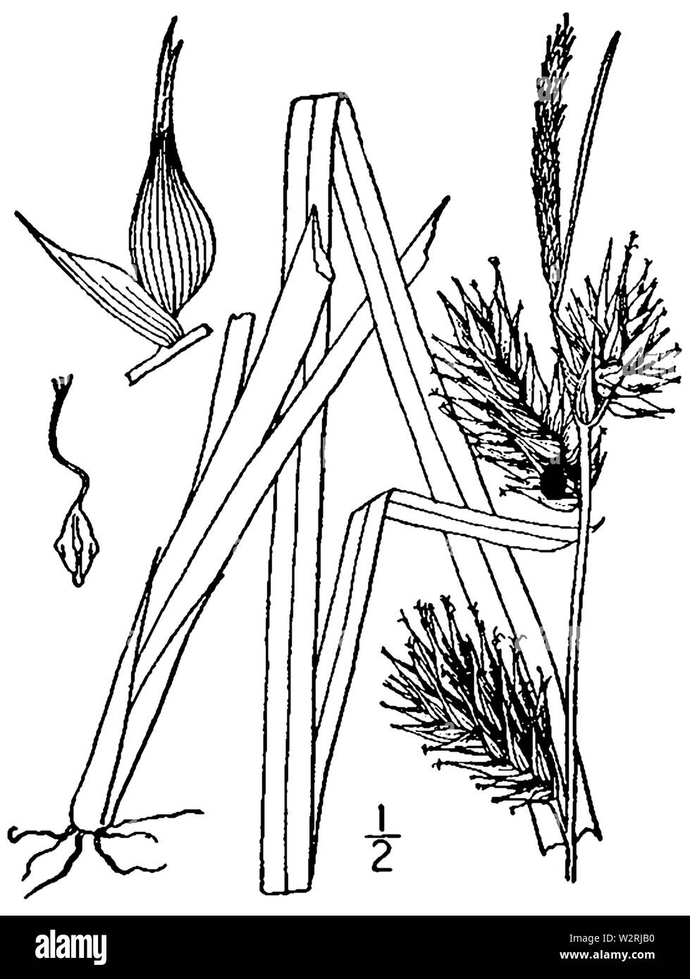 Carex lupulina BB-1913 Stock Photo