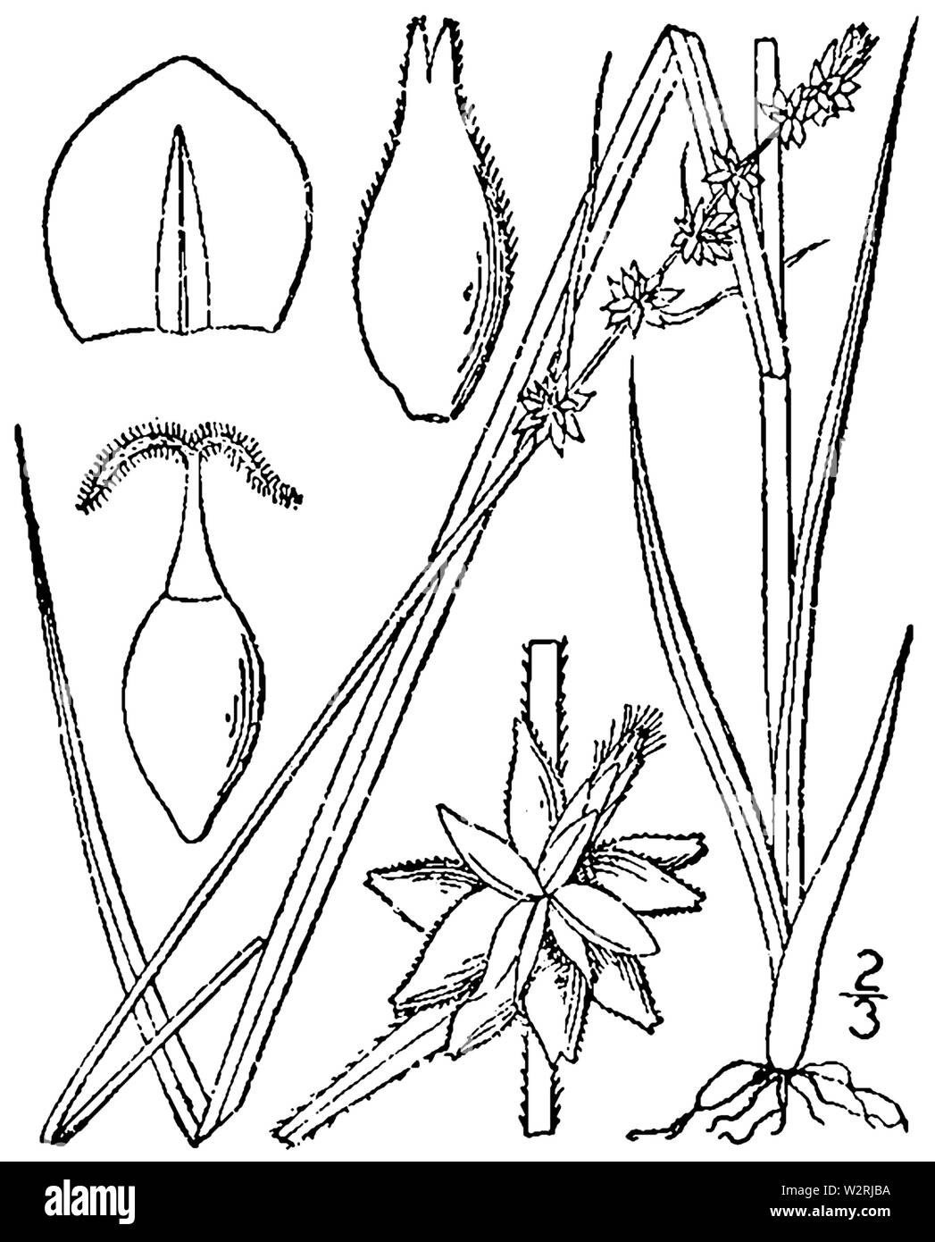 Carex rosea BB-1913 Stock Photo