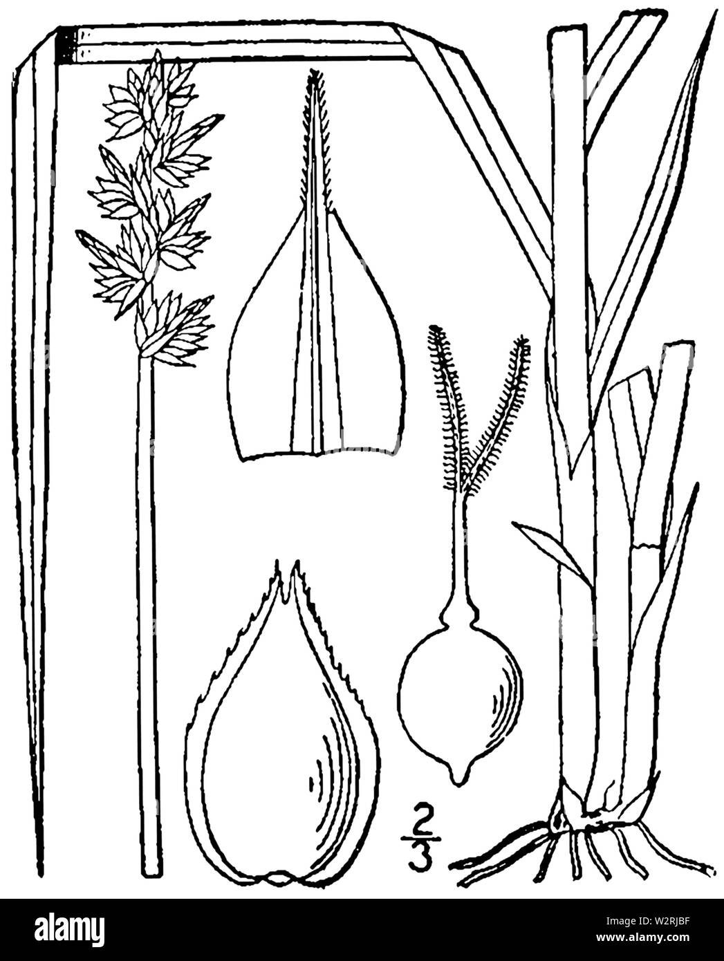 Carex cephaloidea BB-1913 Stock Photo
