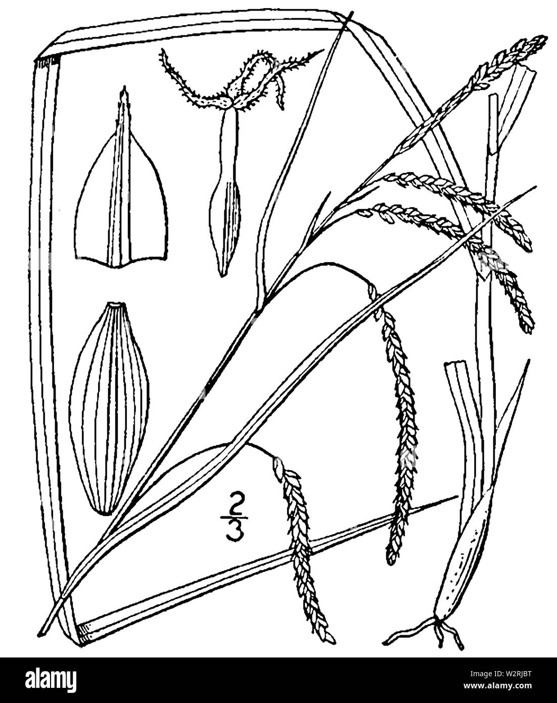 Carex gracillima BB-1913 Stock Photo