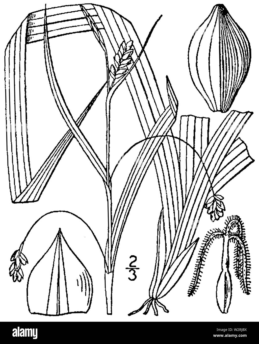 Carex laxiculmis BB-1913 Stock Photo