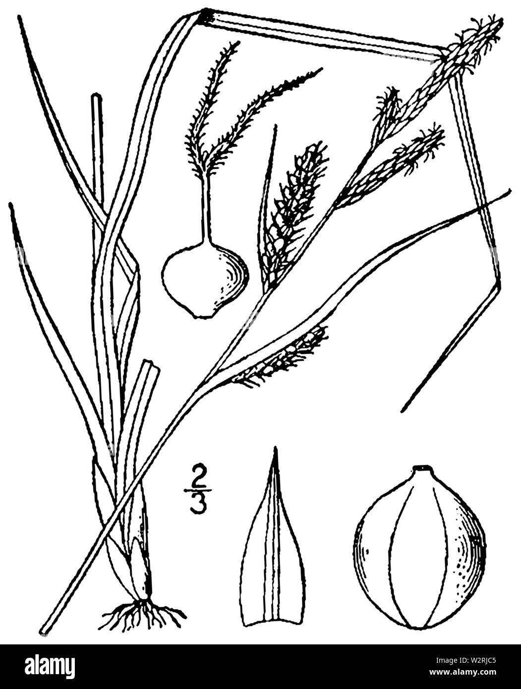 Carex haydenii BB-1913 Stock Photo