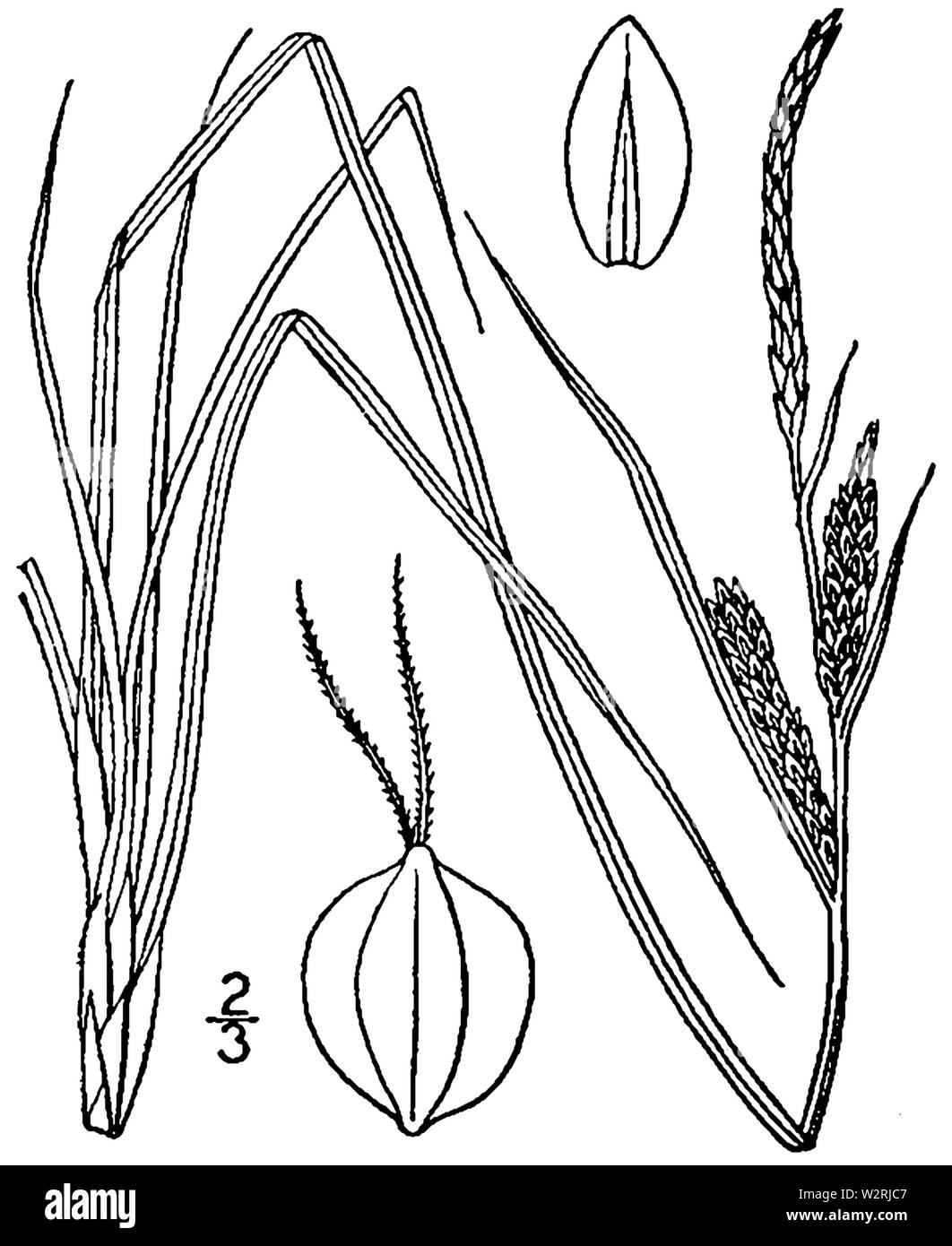 Carex nigra BB-1913 Stock Photo