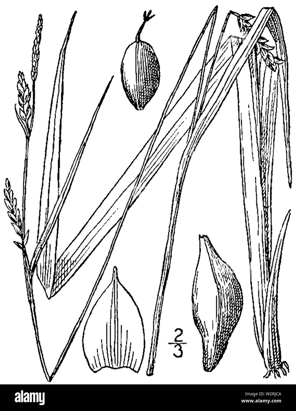 Carex striatula drawing 1 Stock Photo