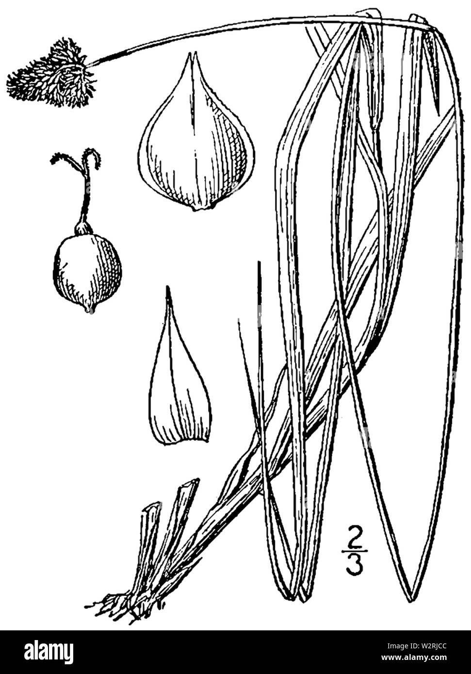 Carex mesochorea BB-1913 Stock Photo