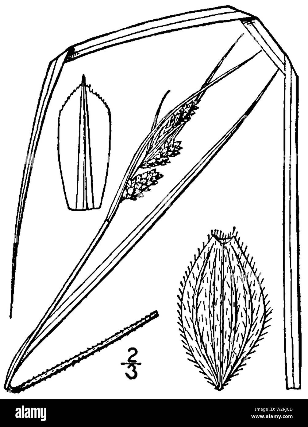 Carex swanii BB-1913 Stock Photo