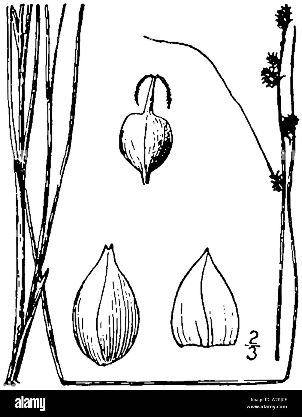 Carex seorsa drawing 1 Stock Photo