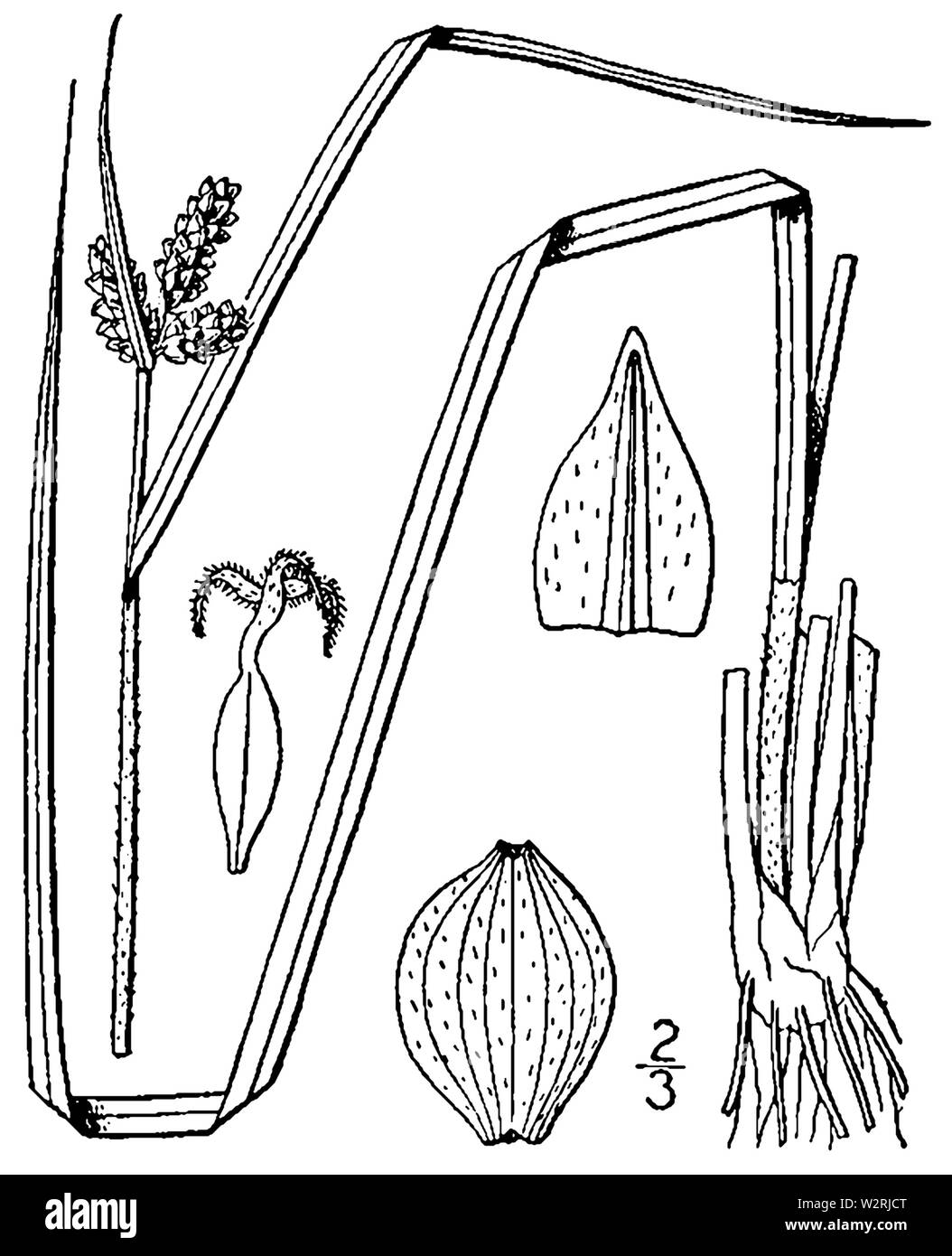 Carex complanata BB-1913 Stock Photo