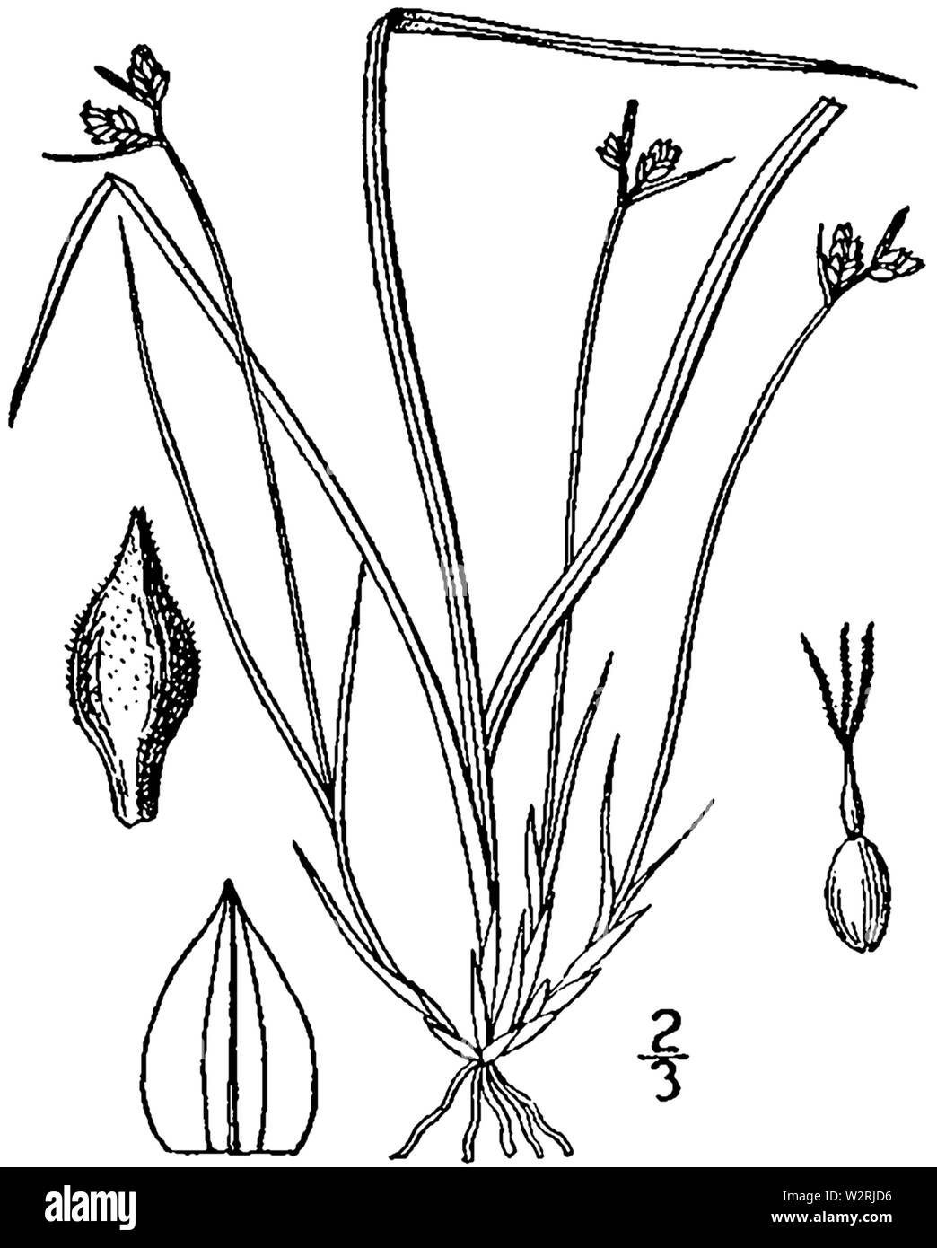 Carex deflexa BB-1913 Stock Photo