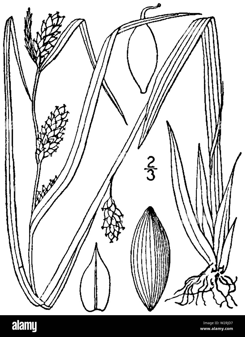 Carex glaucodea drawing 1 Stock Photo