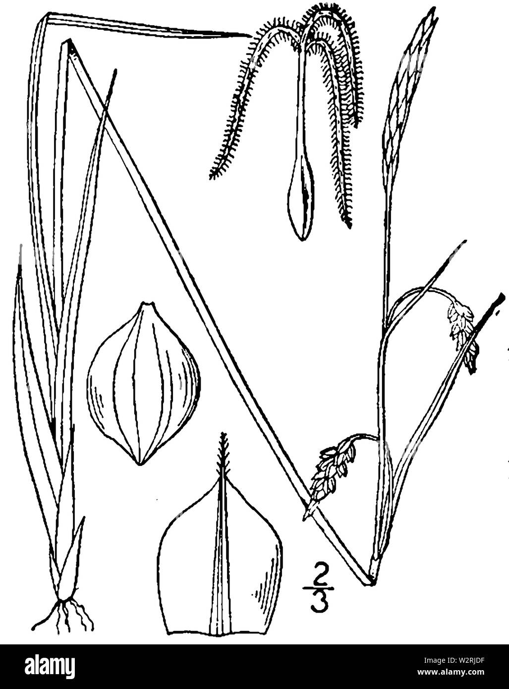 Carex limosa illustration Stock Photo