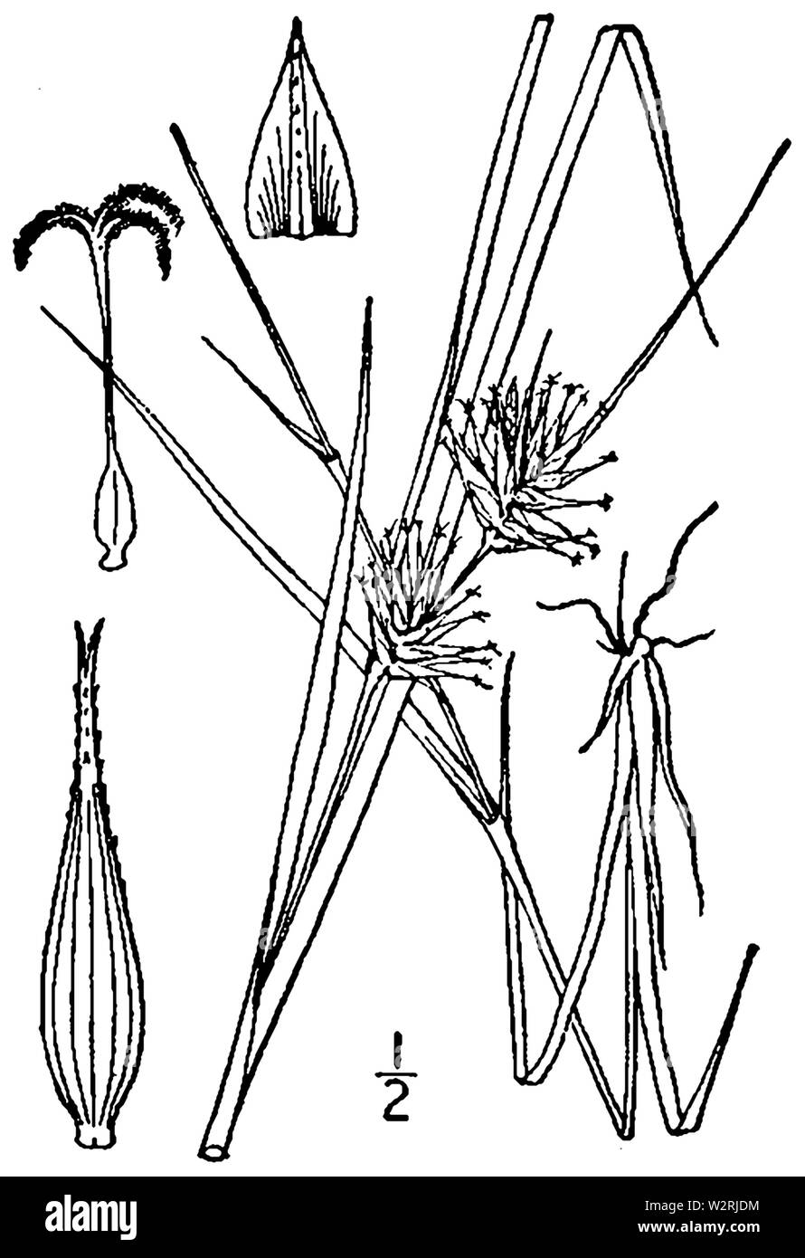 Carex michauxiana BB-1913 Stock Photo