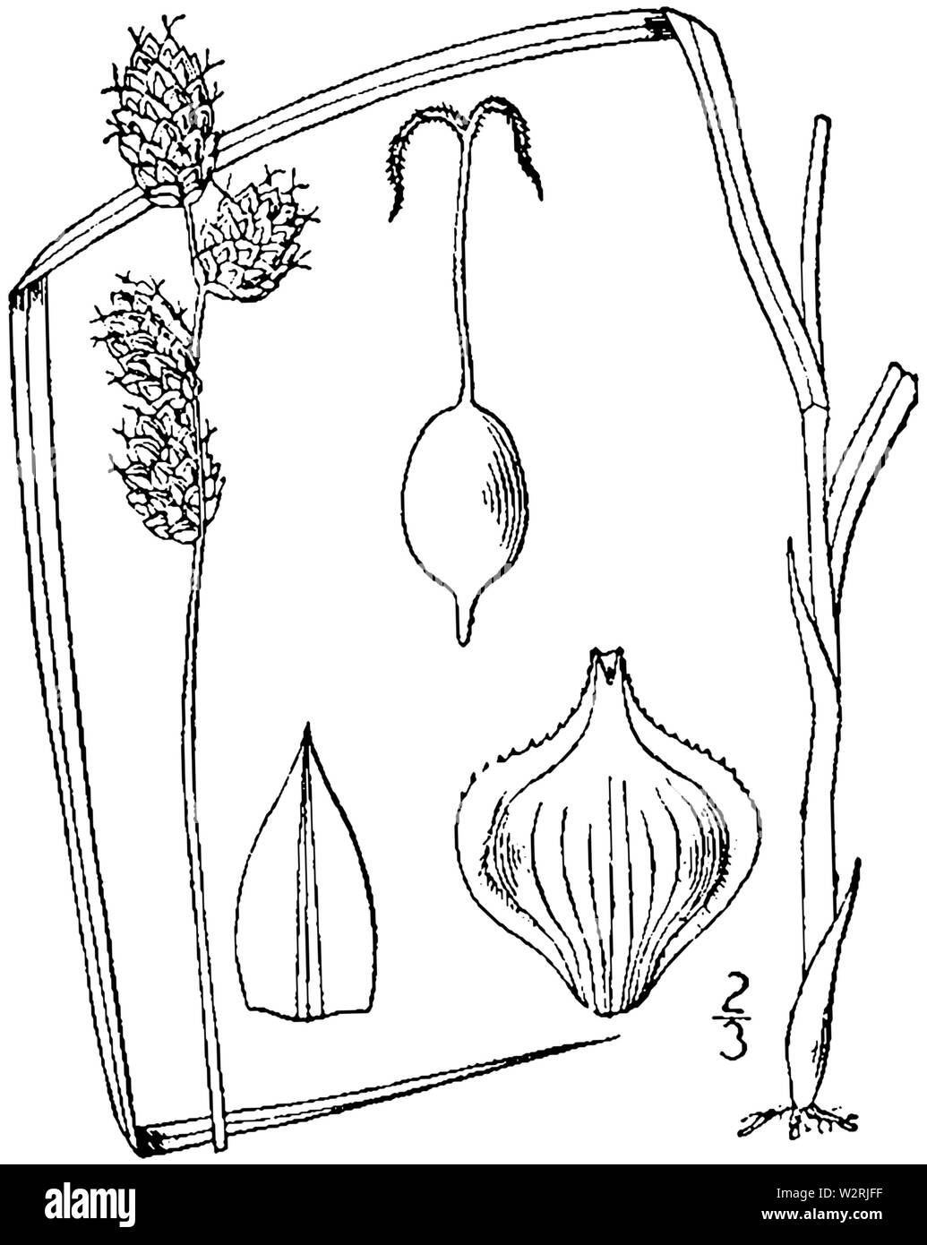 Carex alata drawing 1 Stock Photo