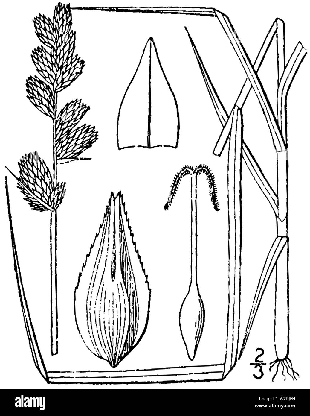 Carex tribuloides drawing 1 Stock Photo