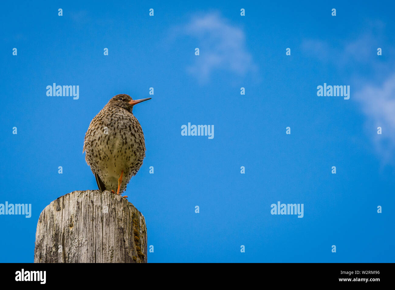 Common Redshank ((Tringa totanus) sitting on a pole with one foot, looking right, blue sky and clouds Stock Photo