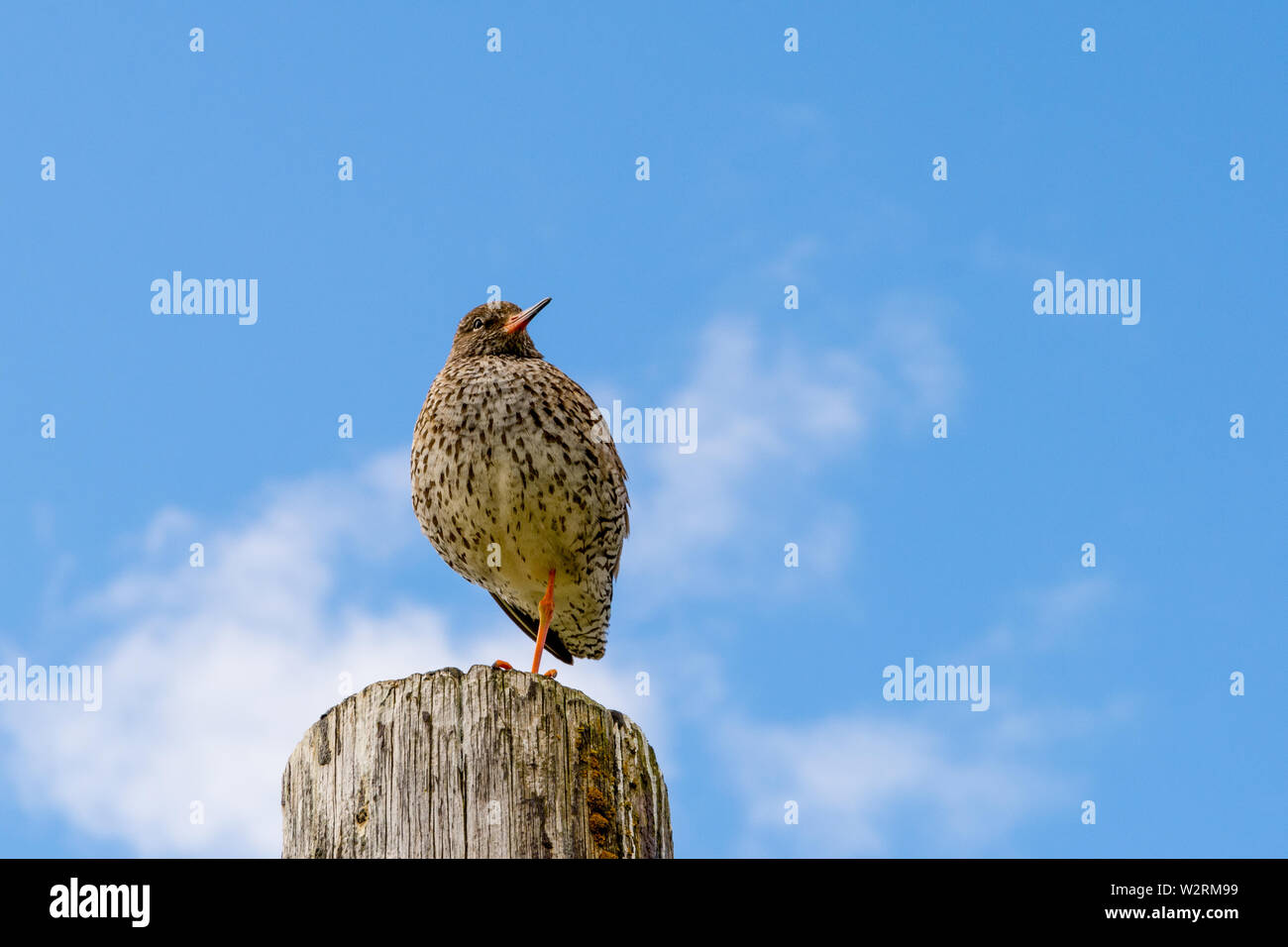 Common Redshank ((Tringa totanus) sitting on a pole with one foot, looking right, blue sky and clouds Stock Photo