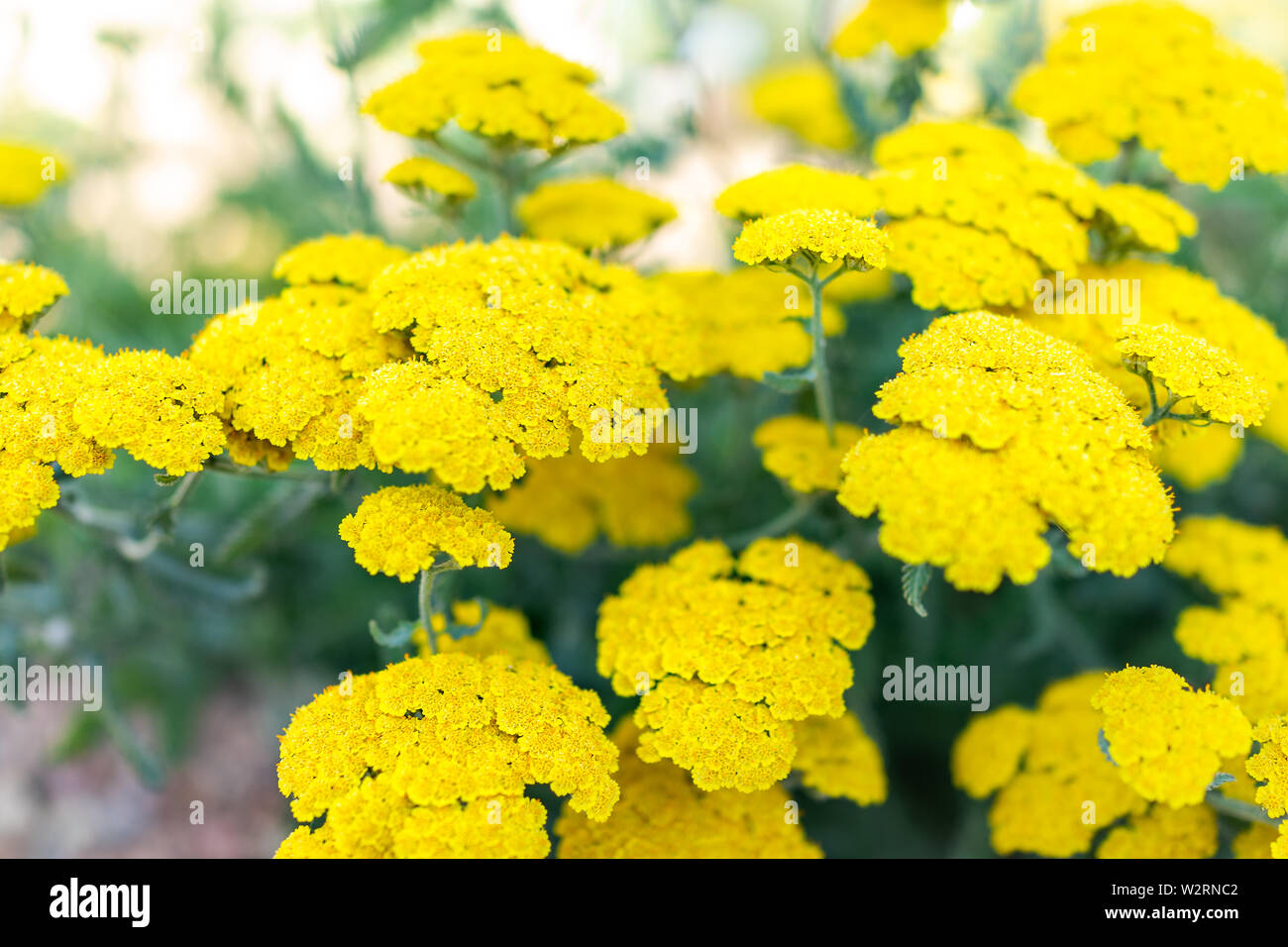 Closeup of yellow flowers of achillea moonshine yarrow plant with bokeh background Stock Photo