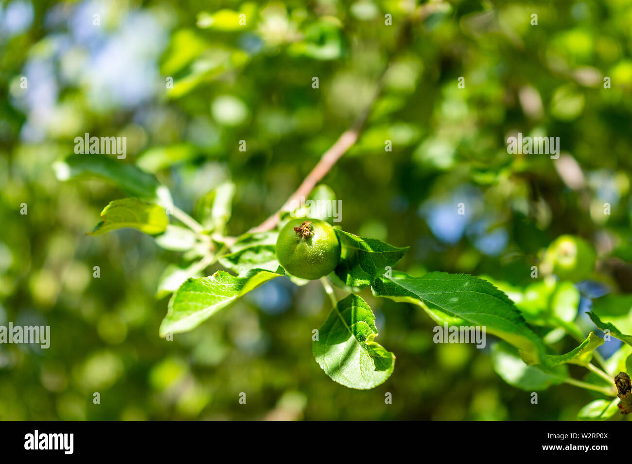 Closeup of small apple tree fruit hanging from green branch in Bandelier National Monument in New Mexico Stock Photo