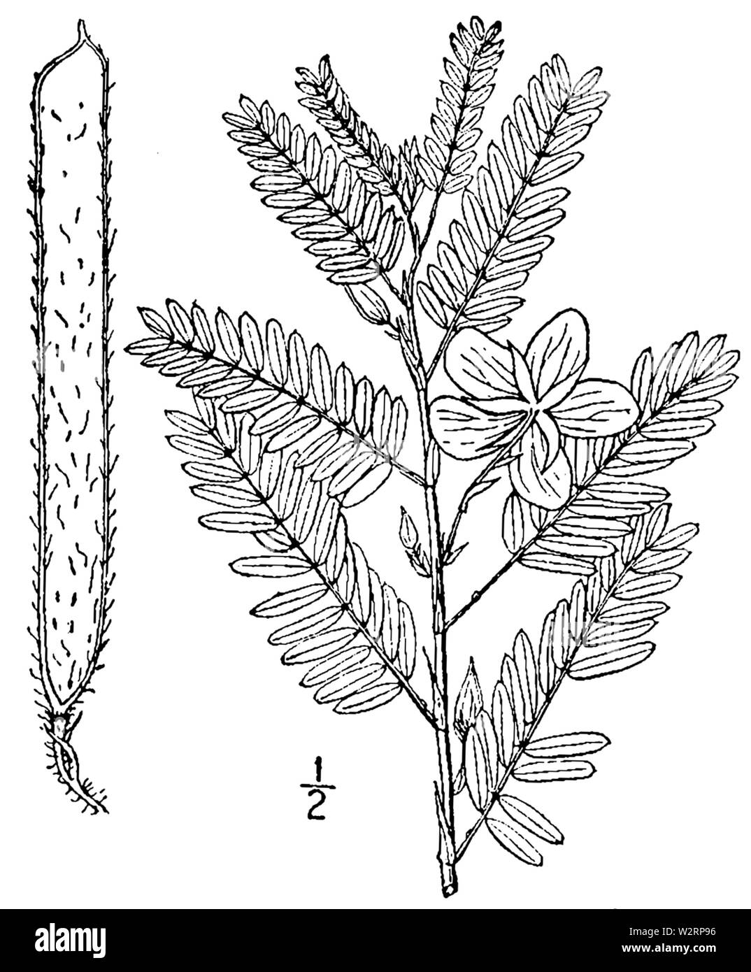 Chamaecrista fasciculata BB-1913 Stock Photo