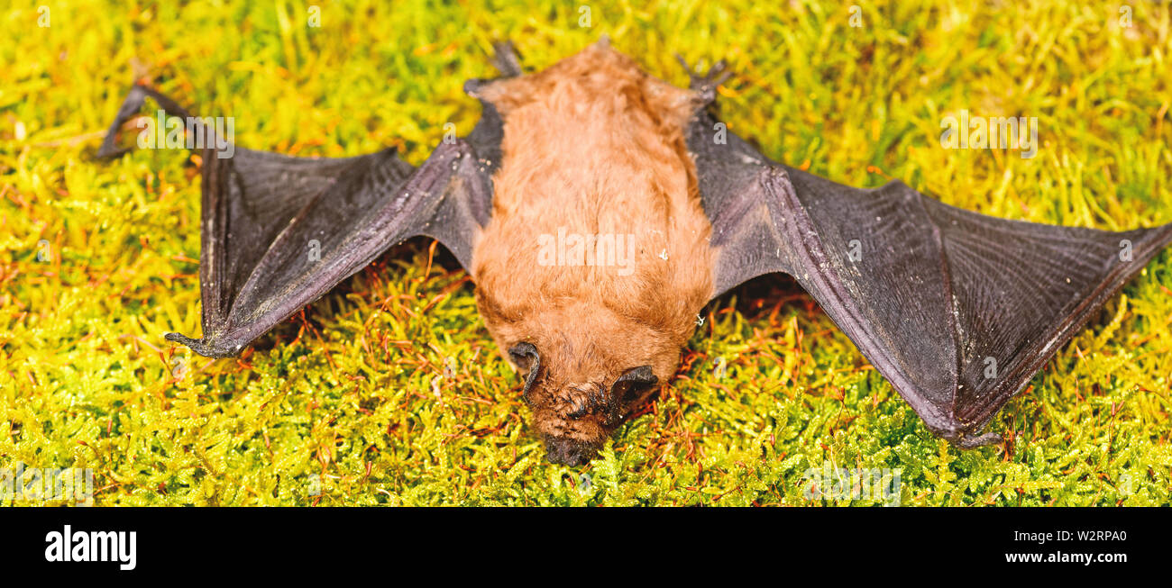 Bat detector. Ugly bat. Dummy of wild bat on grass. Wild nature. Forelimbs  adapted as wings. Mammals naturally capable of true and sustained flight.  Bat emit ultrasonic sound to produce echo Stock