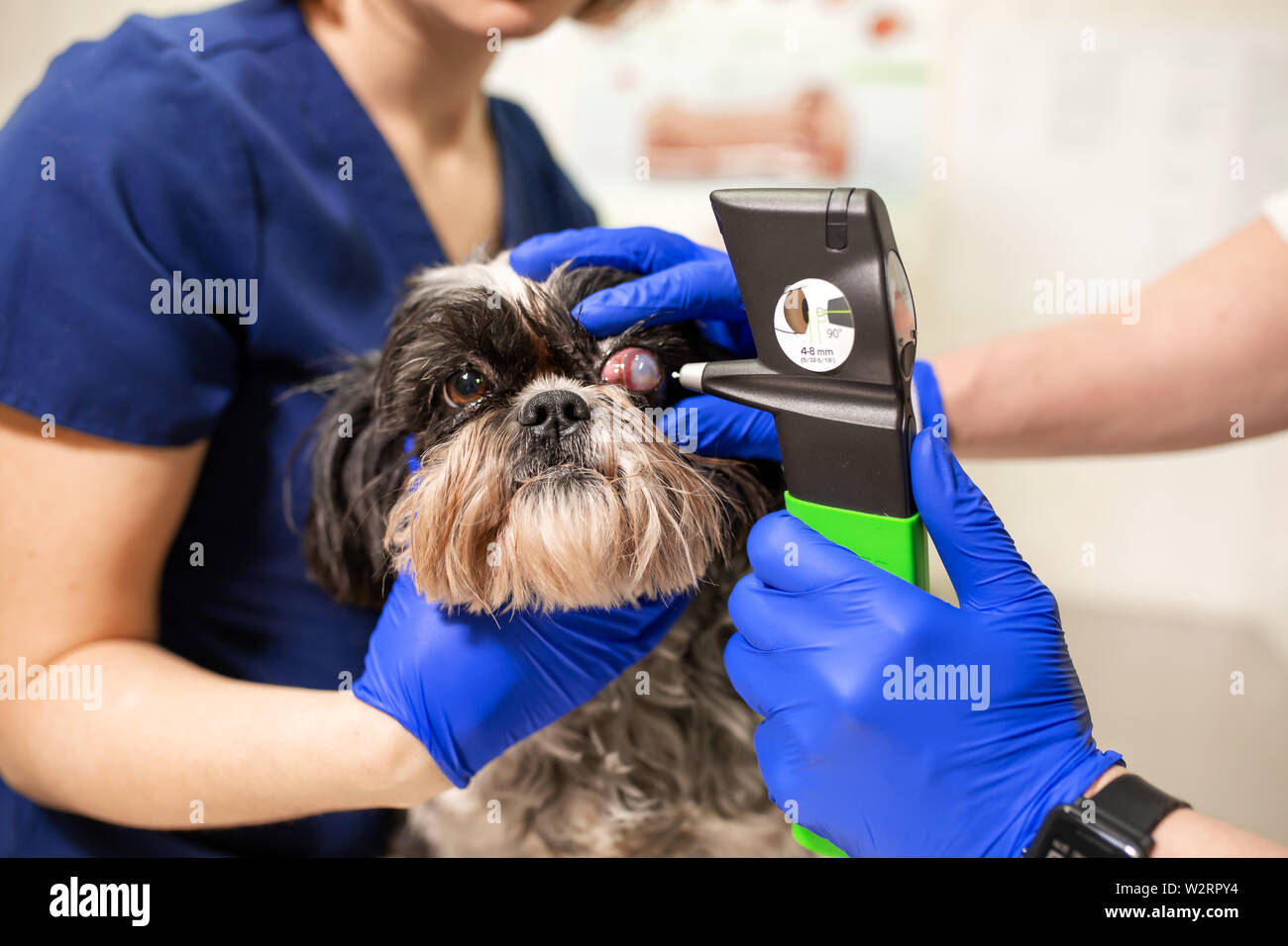 Veterinary, ophthalmologists examine the injured eye of a dog and