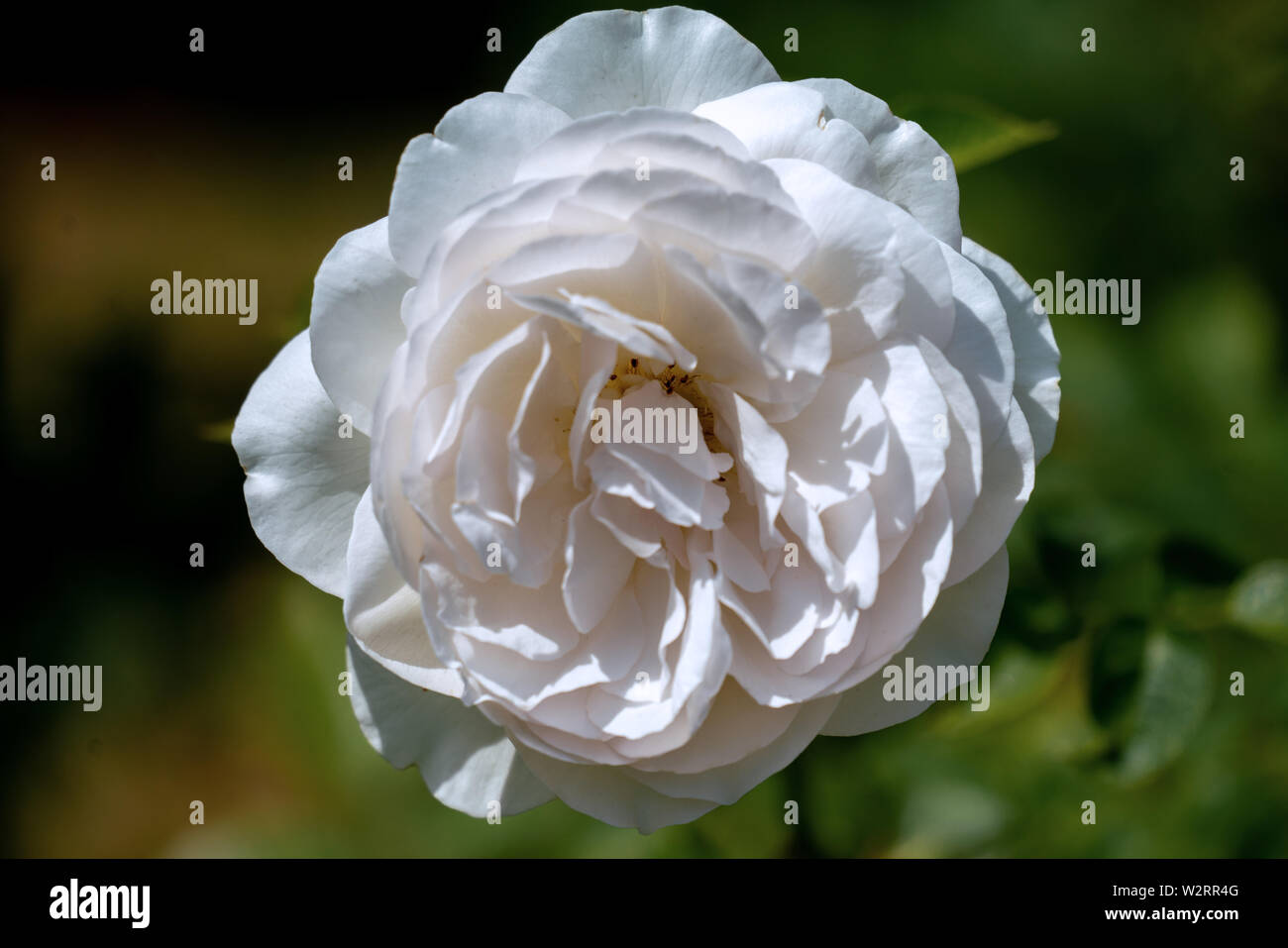 colourful close up of a single white sebastian kneipp rose head with bokeh background and detailed petals Stock Photo
