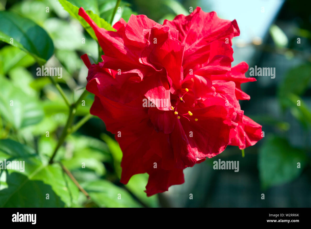 Beautiful ornamental flower in the summer time: Hibiscus rosa-sinensis, known as Chinese hibiscus, China rose, Hawaiian hibiscus, rose mallow. Stock Photo