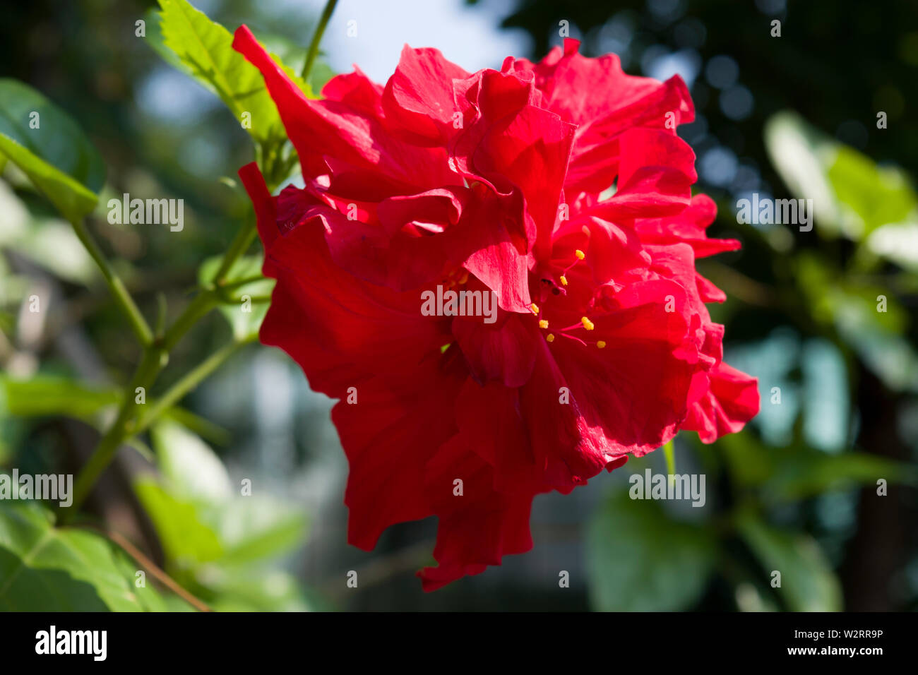 Beautiful ornamental flower in the summer time: Hibiscus rosa-sinensis, known as Chinese hibiscus, China rose, Hawaiian hibiscus, rose mallow. Stock Photo