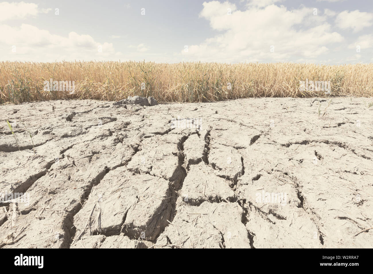 Drought crops hires stock photography and images Alamy
