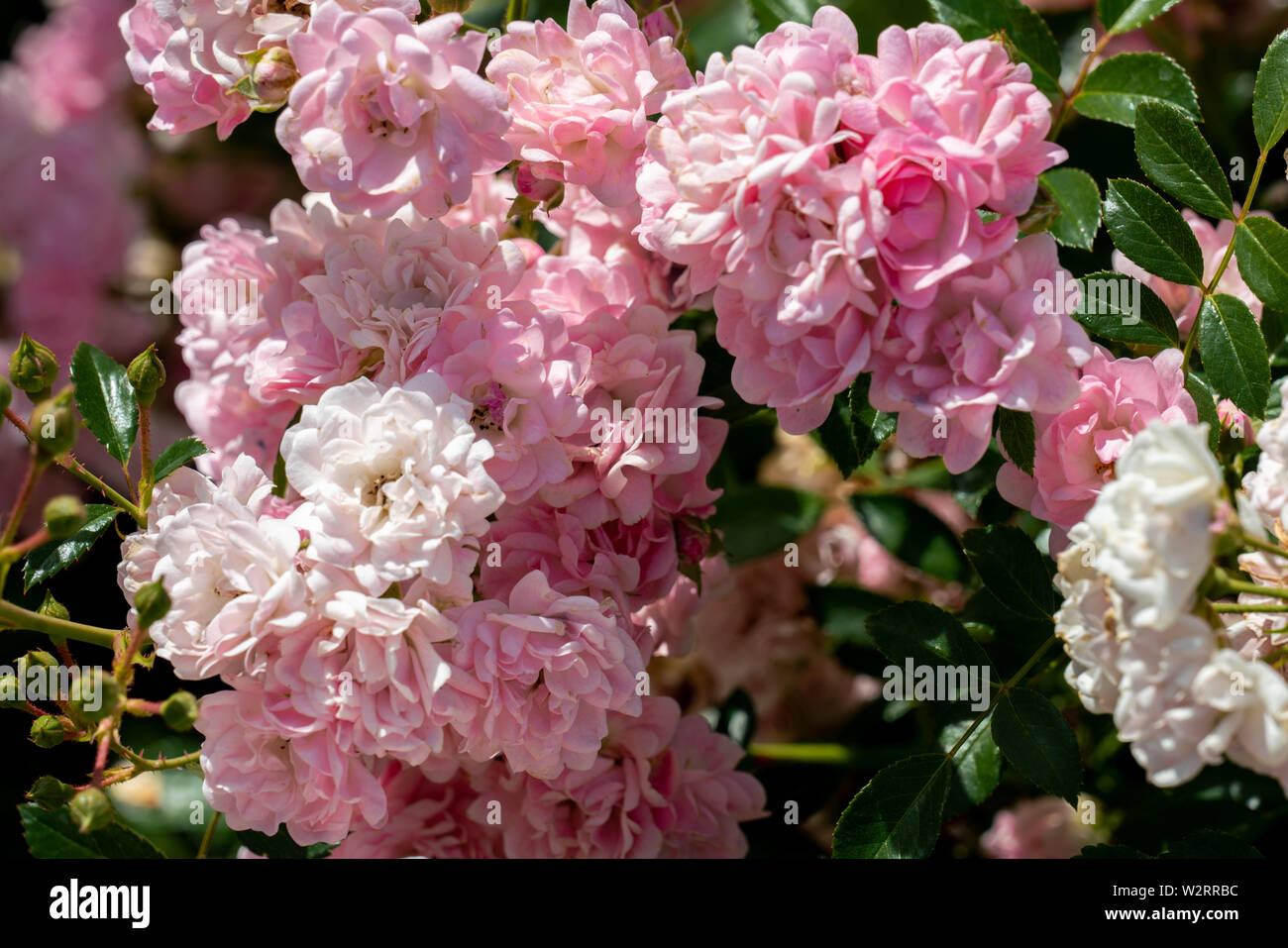 colourful close up of a bunch of the fairy polyantha rose heads with bokeh background and detailed petals Stock Photo