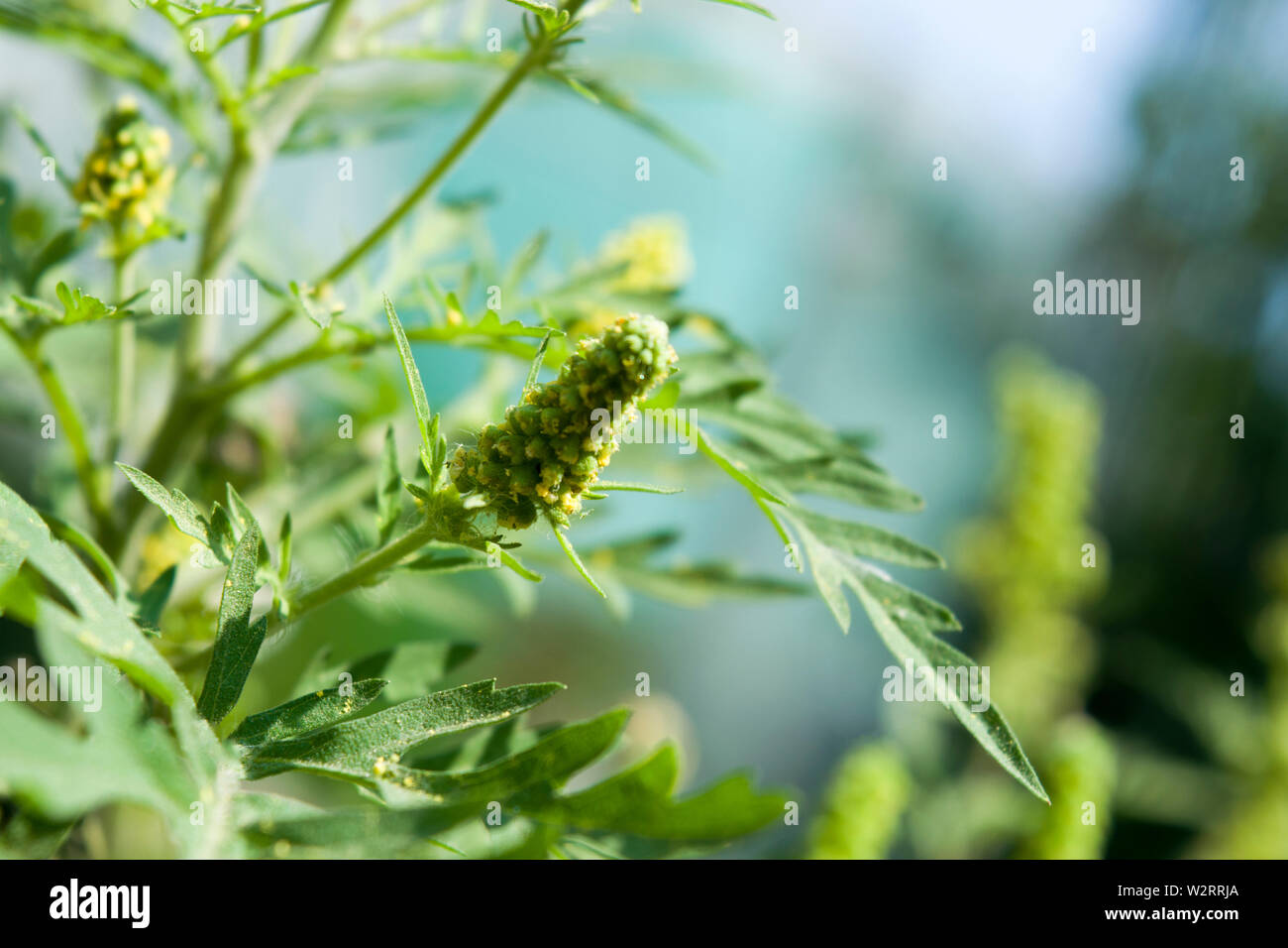 Ragweed tiny green flowers produce copious amounts of pollen, making it a major causative agent of hay fever in some areas. Stock Photo