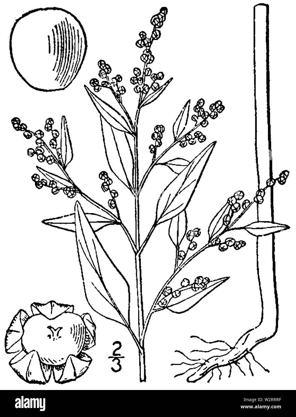 Chenopodium berlandieri var boscianum BB-1913 Stock Photo