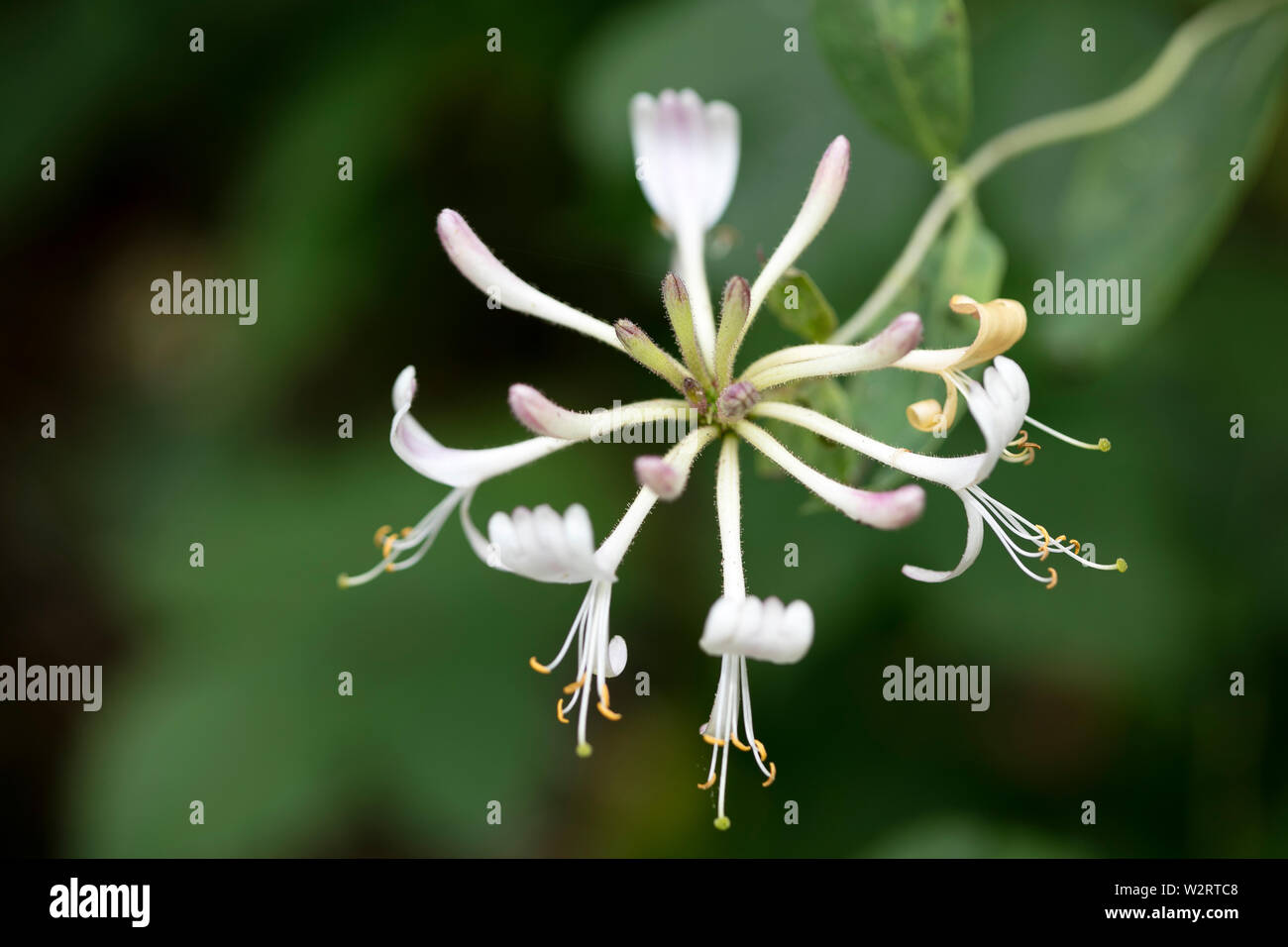 Flower blooming macro background fine art in high quality fifty megapixels Lonicera periclymenum family caprifoliaceae Stock Photo