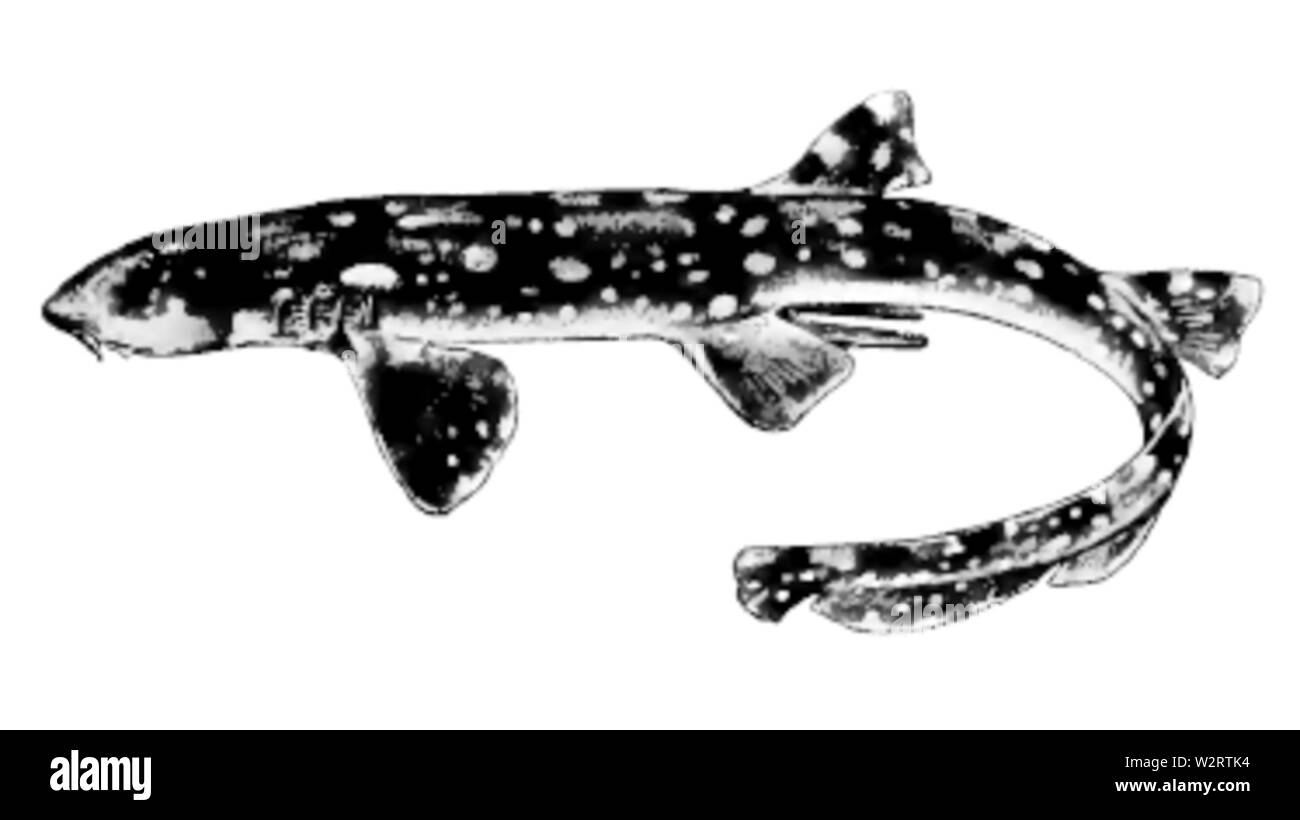 Chiloscyllium hires stock photography and images Alamy