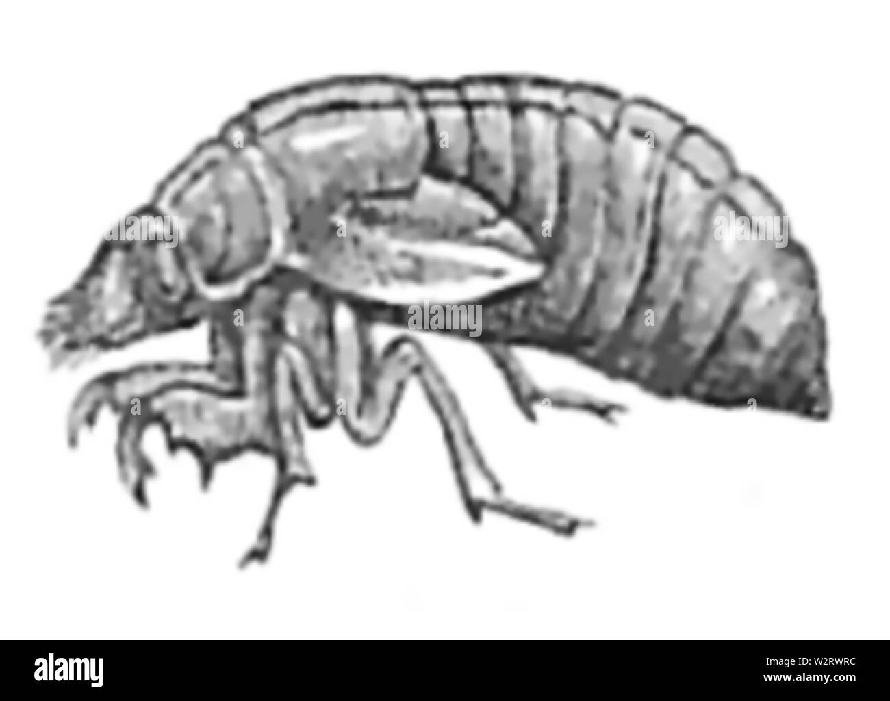 Larva after Cut Out Stock Images & Pictures - Alamy
