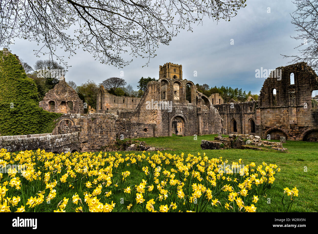 Daffodils in Bloom at Fountains Abbey in Yorkshire Stock Photo Alamy