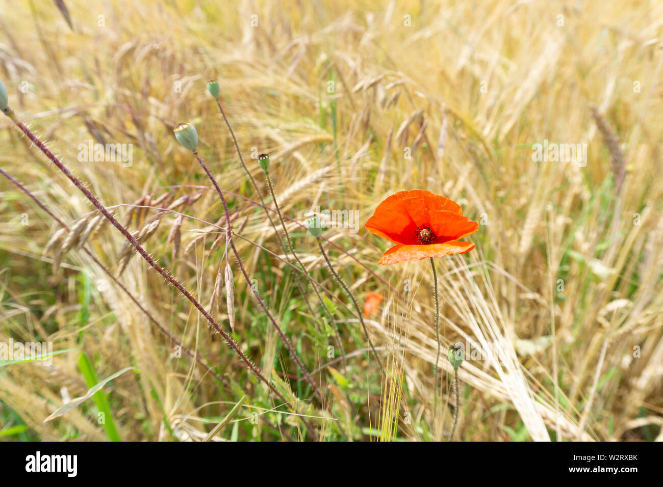 one Red poppy flower in a field of grains Stock Photo - Alamy