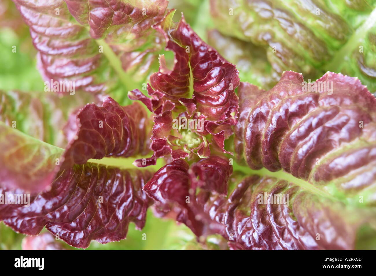 Mainly red lettuce flowering Stock Photo Alamy
