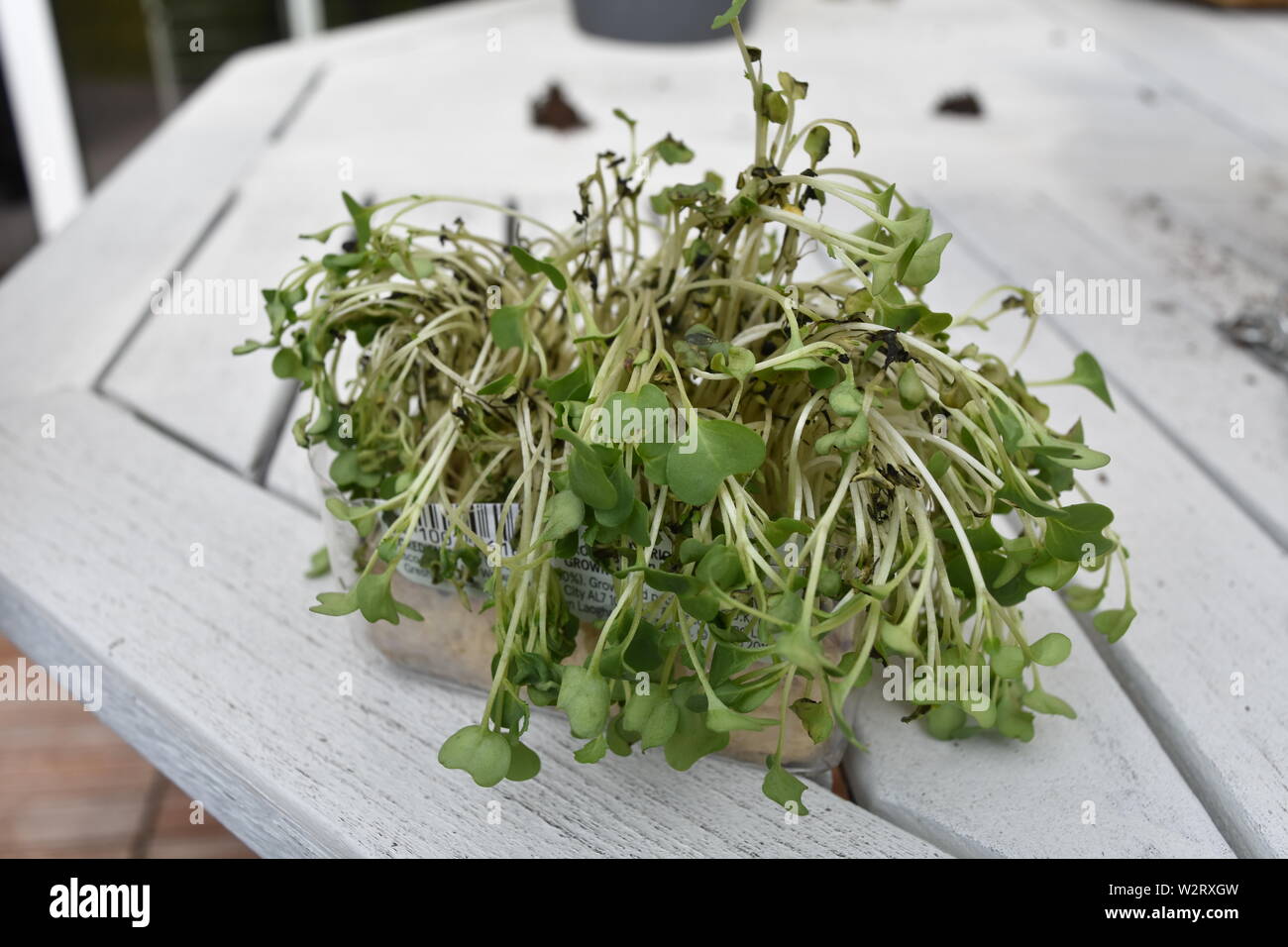 Wilting plant in heat hires stock photography and images Alamy