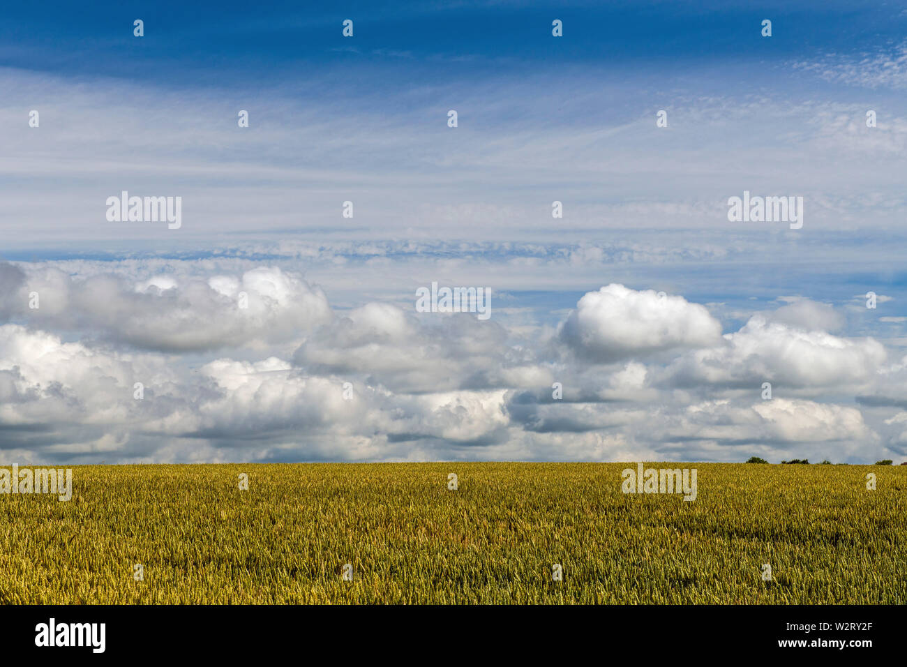 Cornfields in the Vale of Glamorgan south Wales on a sunny summer day in July Stock Photo