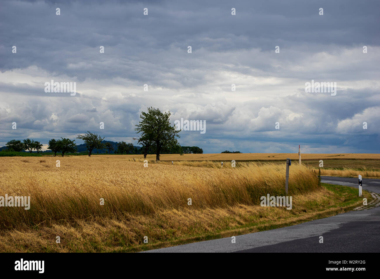 bend in a road with ripe wheat field in front of dramatic sky with storm clouds with single tree Stock Photo